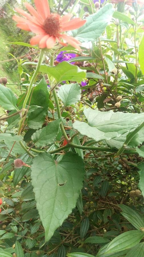 Pseudogynoxys chenopodioides bark