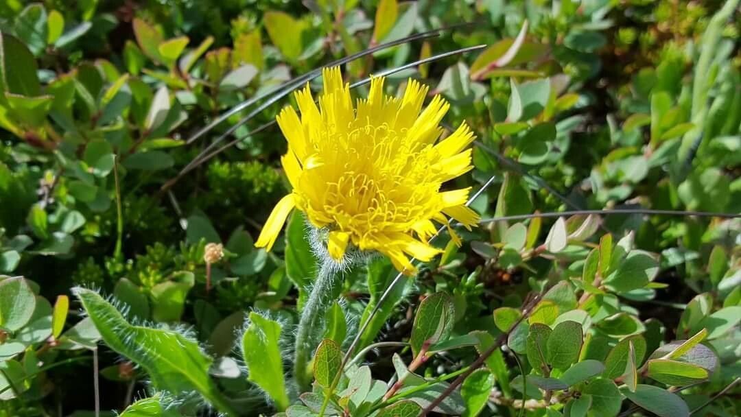 Hieracium alpinum flower