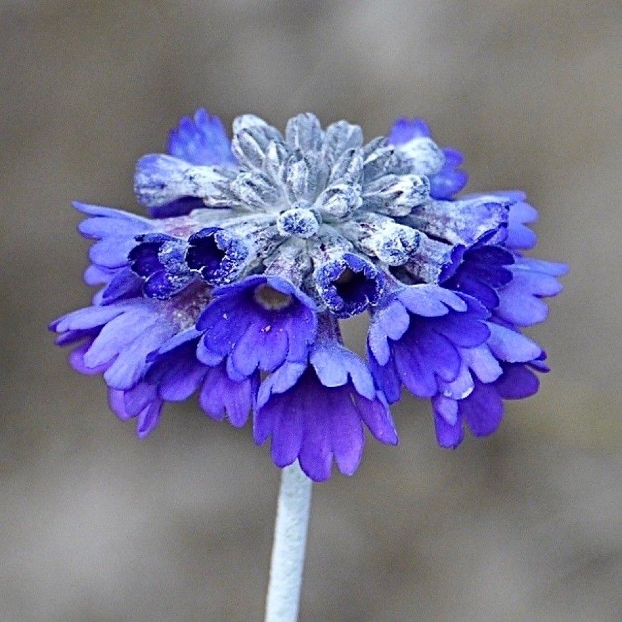 Primula glomerata — search result for 'Primula'