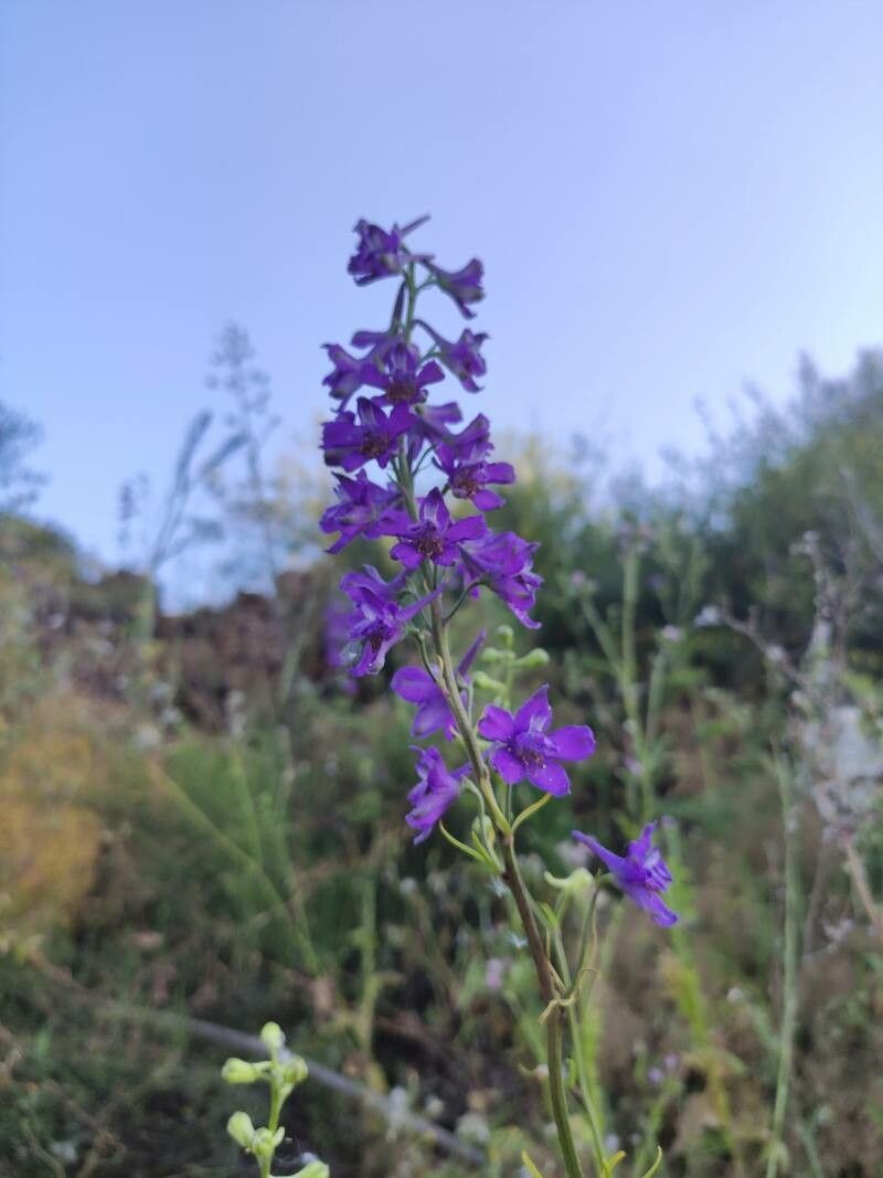 Delphinium barbeyi flower