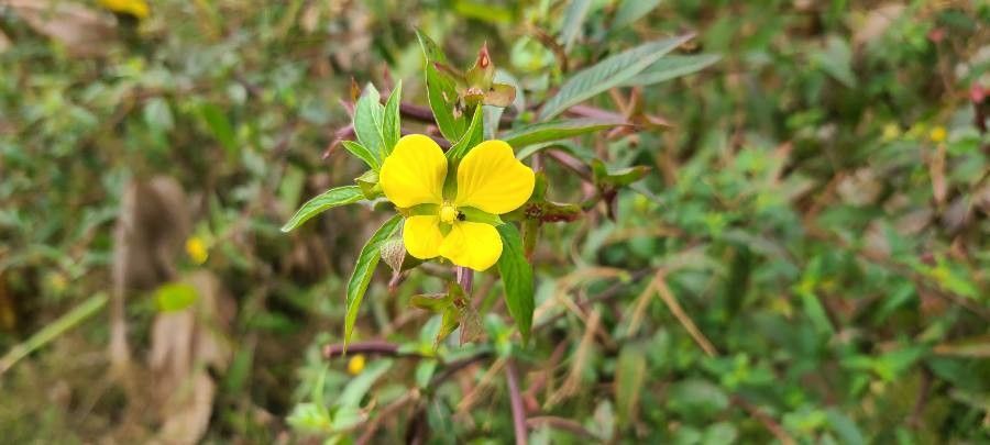 Ludwigia octovalvis flower