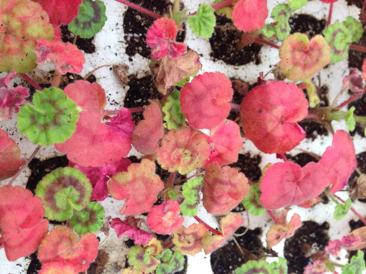 Pelargonium spp. bark