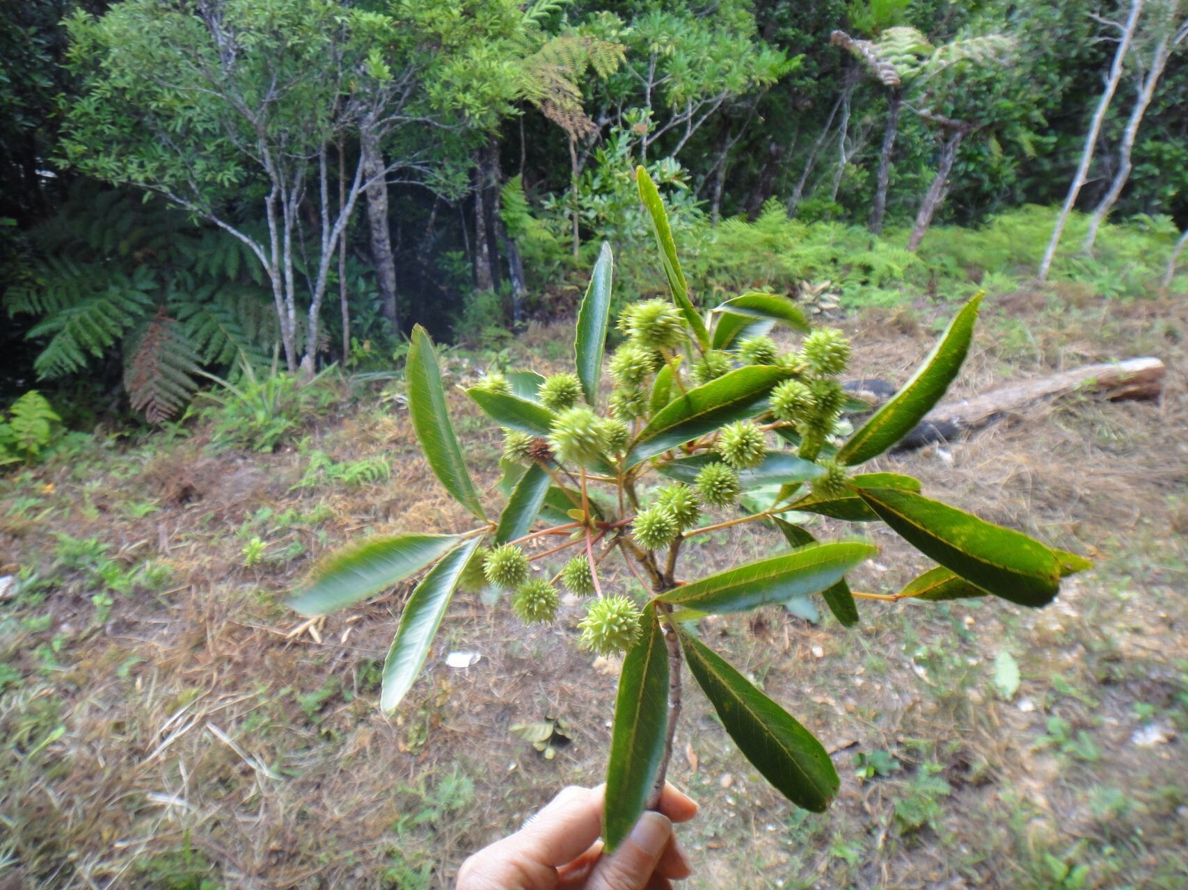 Pancheria beauverdiana — related species from the same genus