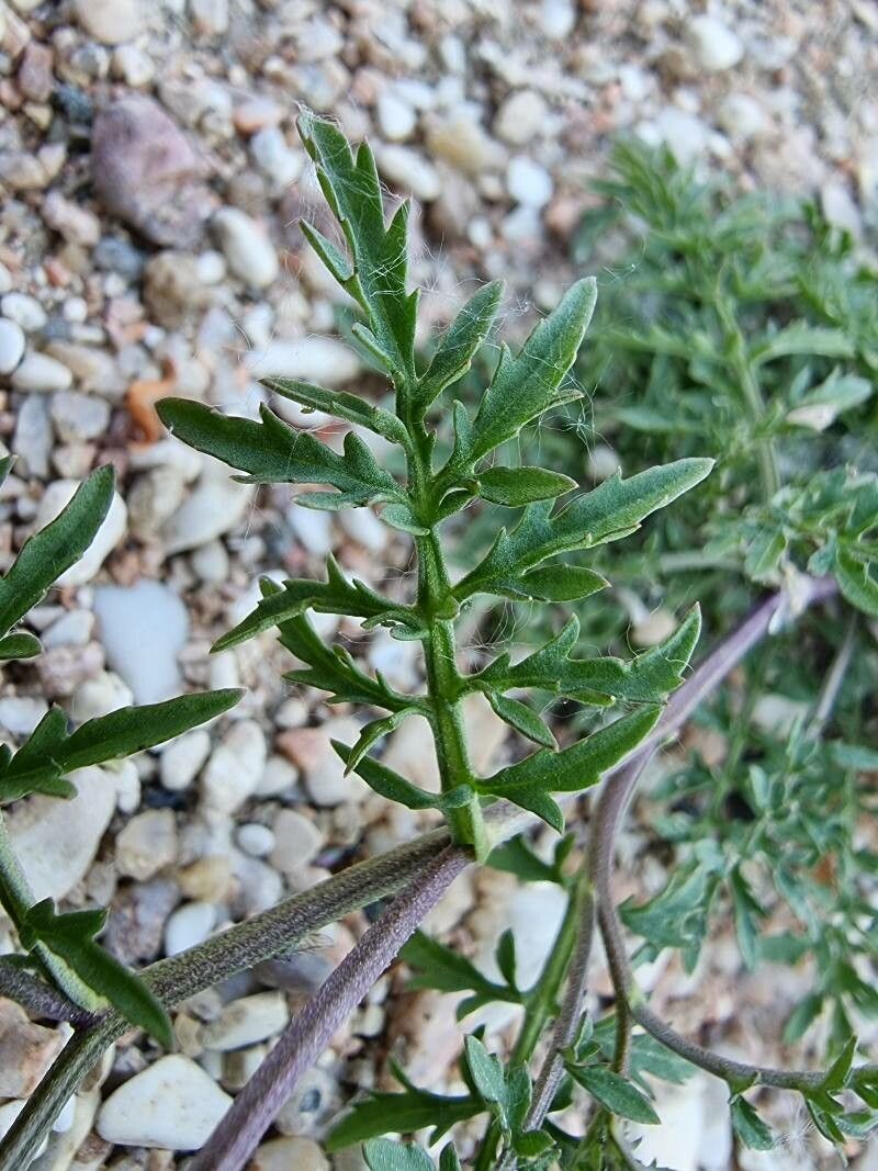 Sisymbrella aspera — houseplant care guide
