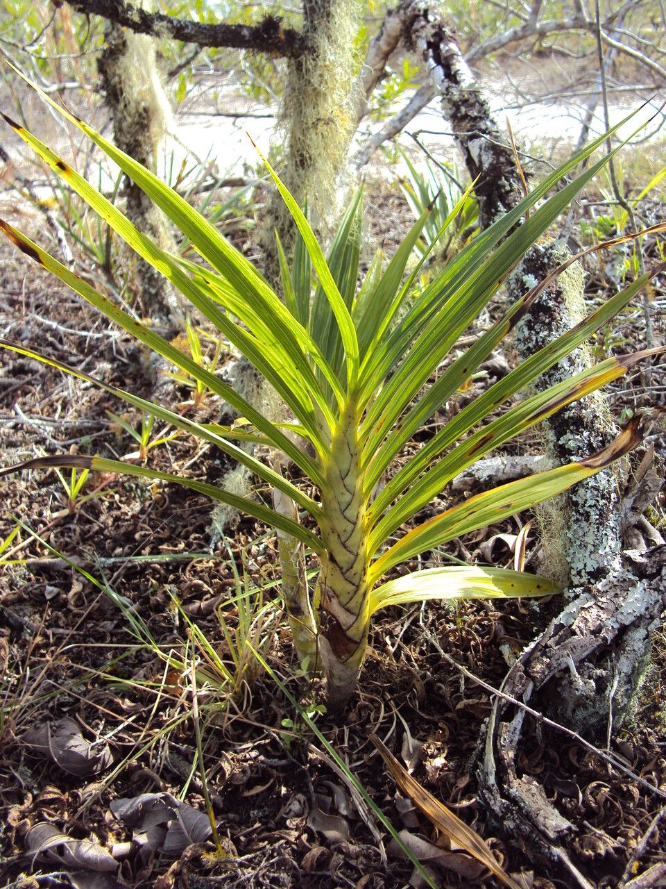 Cyrtopodium flavum — related species from the same genus