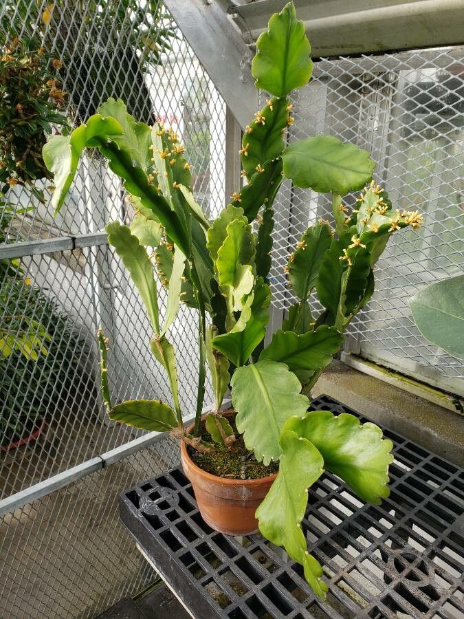 Rhipsalis pachyptera habit