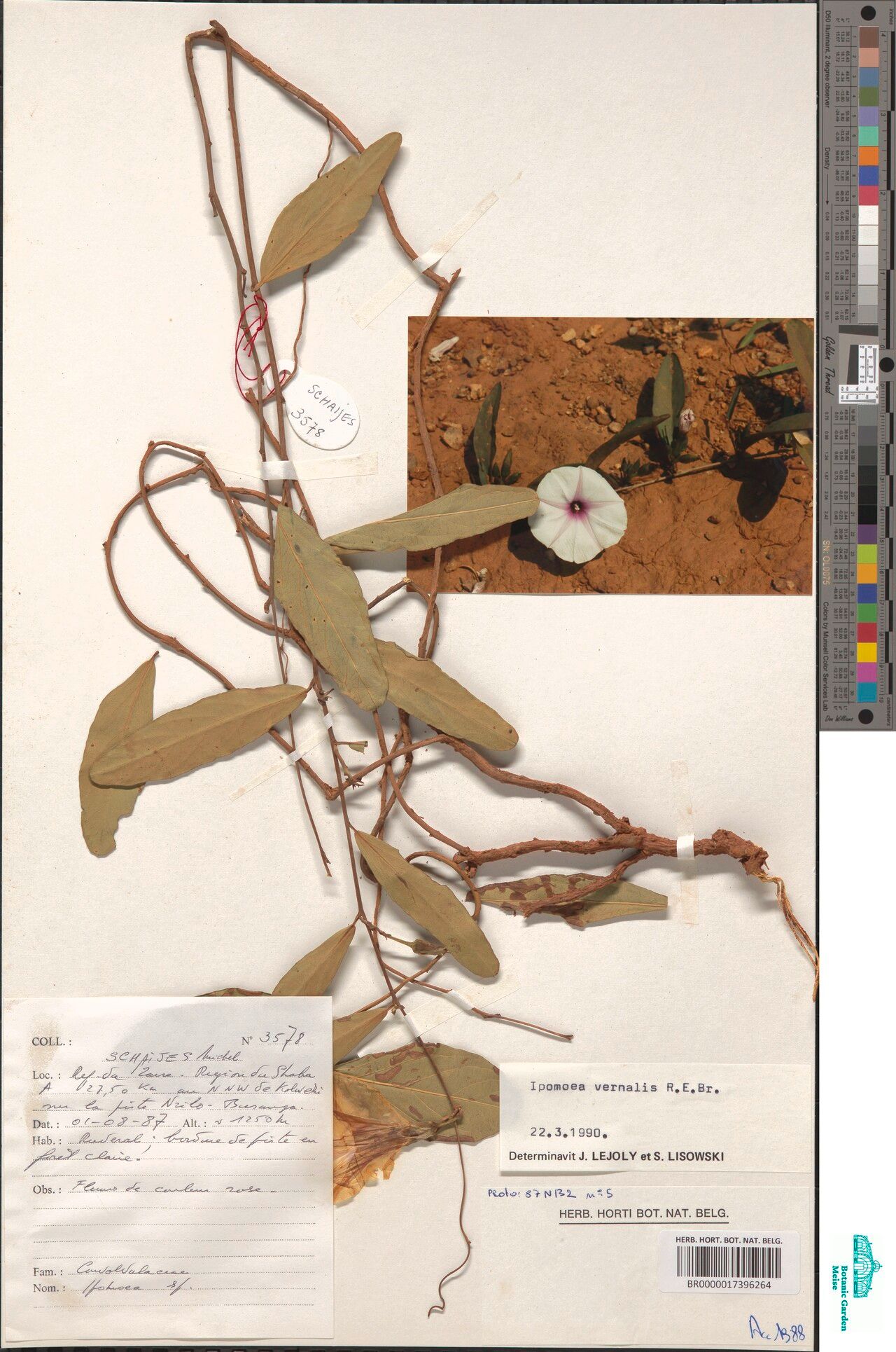 Ipomoea vernalis — houseplant care guide