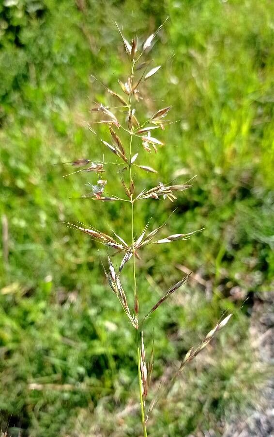 Avenula pubescens fruit