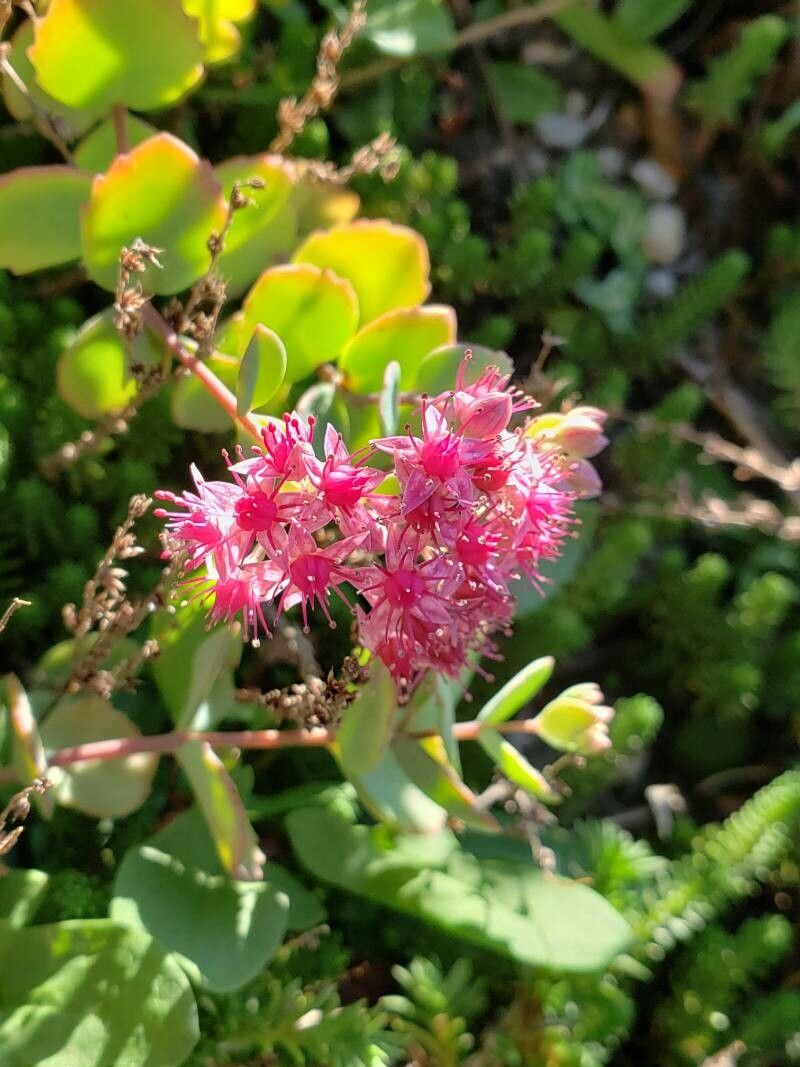 Sedum pluricaule flower
