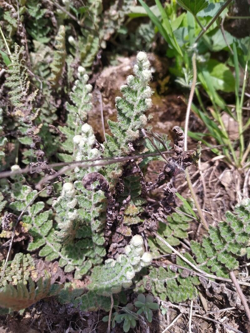 Cosentinia vellea flower
