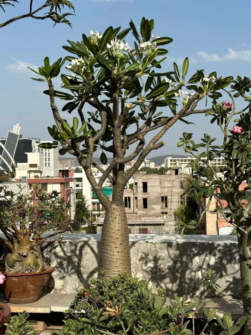 Pachypodium ambongense — related species from the same genus