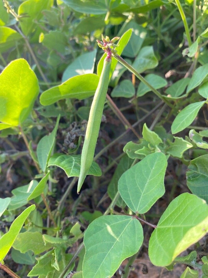 Strophostyles helvola fruit