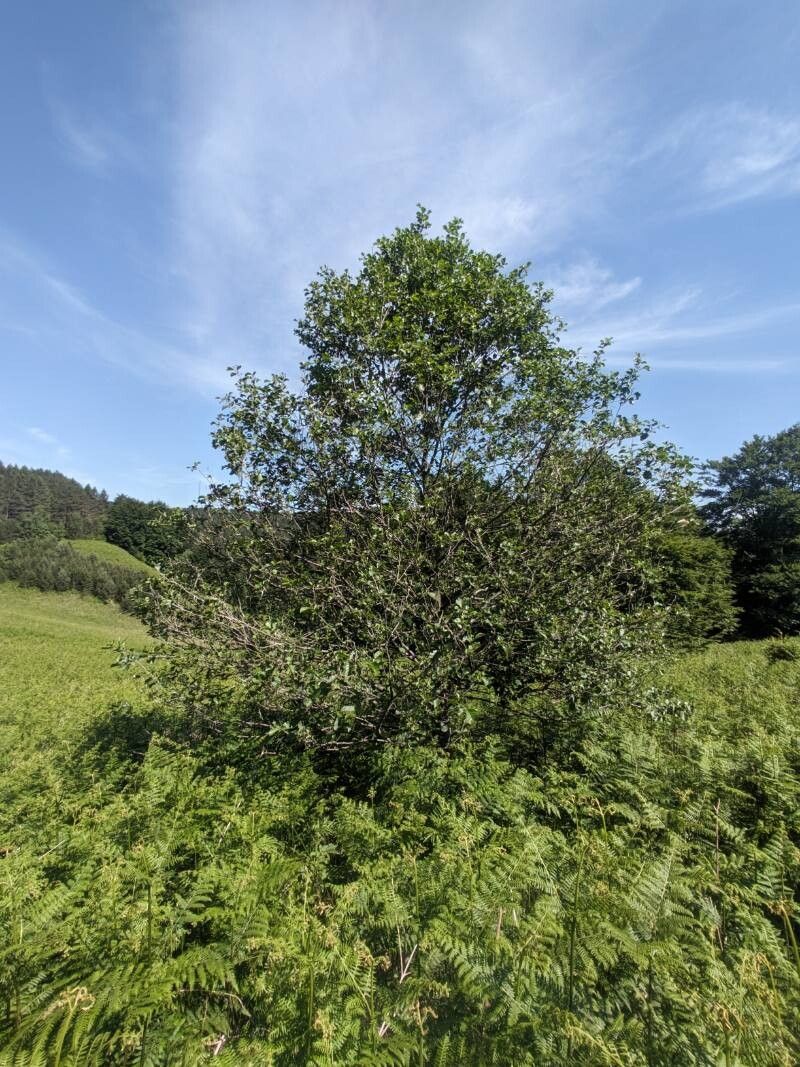 Alnus rohlenae habit