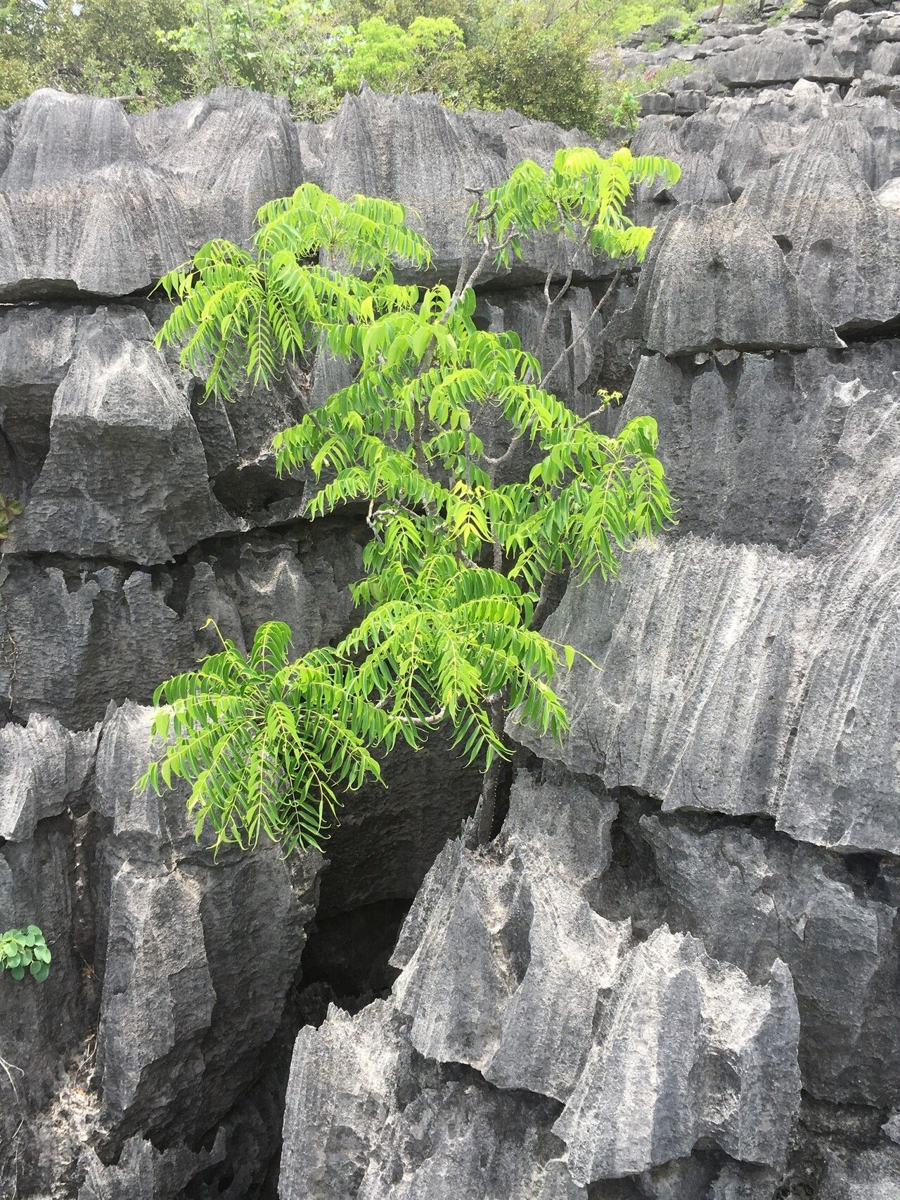 Zanthoxylum decaryi — houseplant care guide