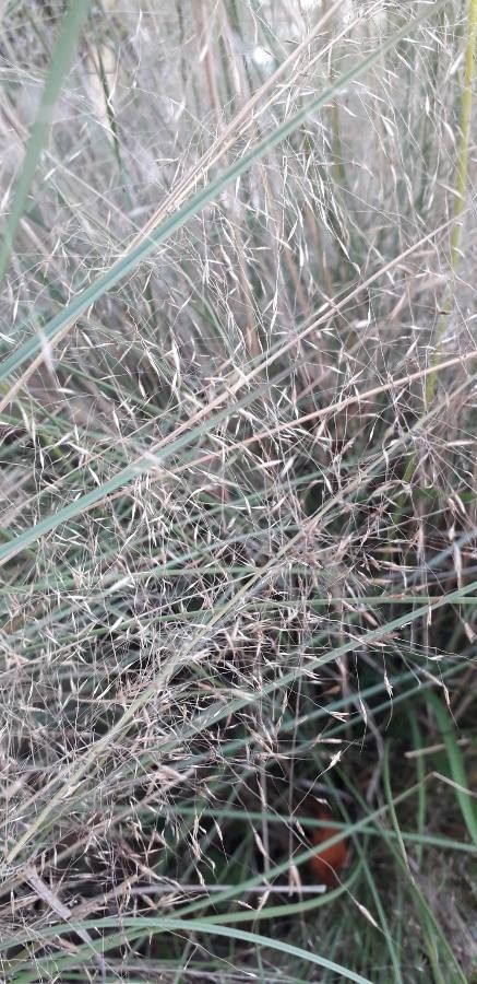 Muhlenbergia capillaris flower