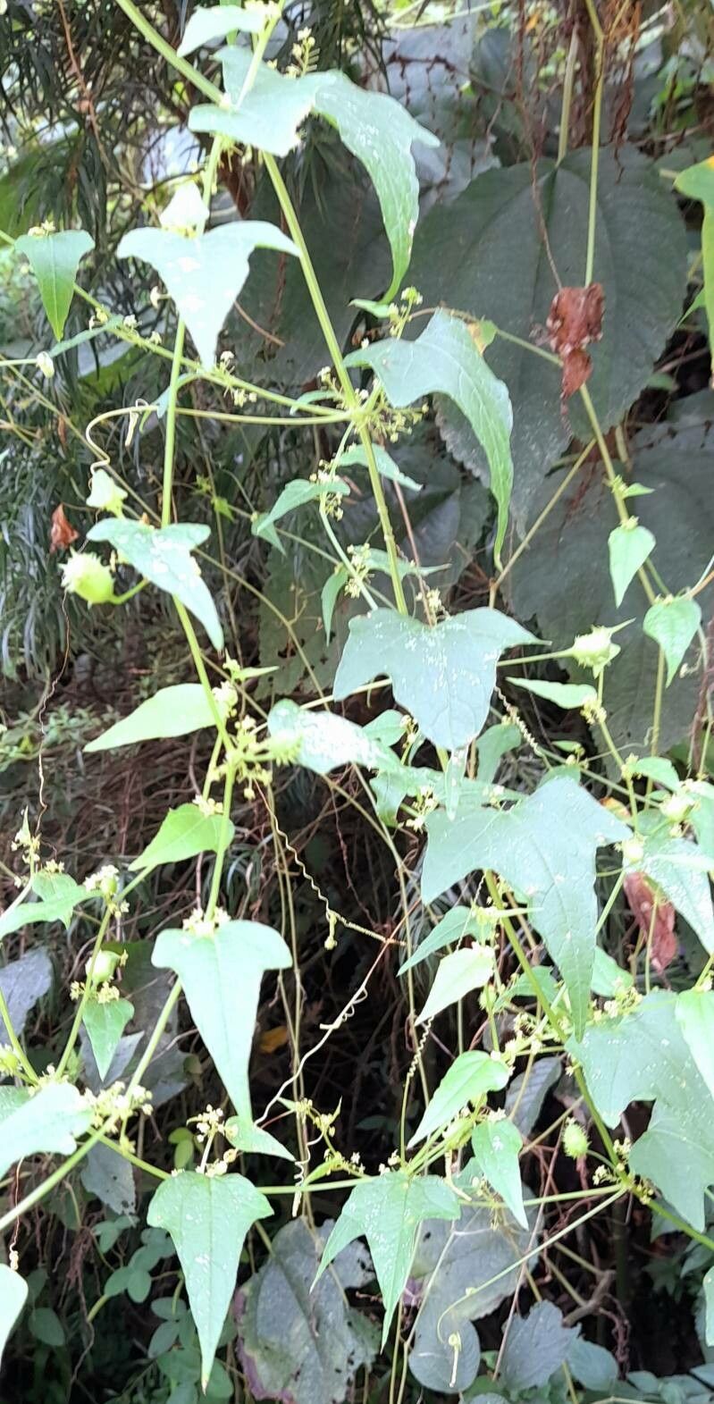 Cyclanthera tamnifolia habit