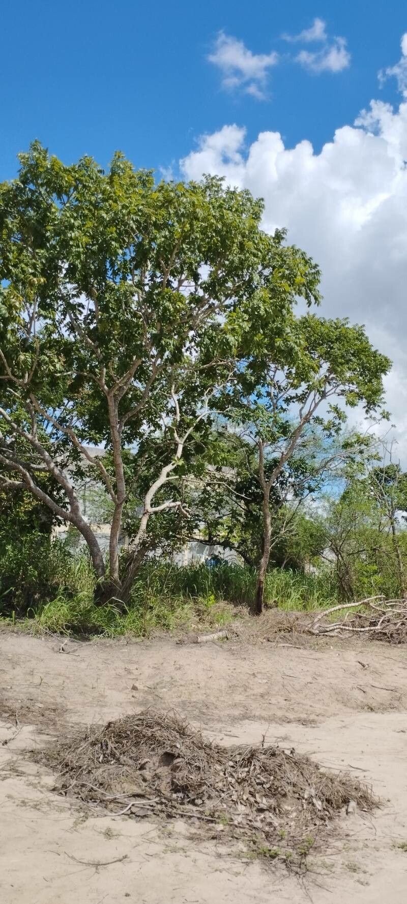 Astronium urundeuva habit