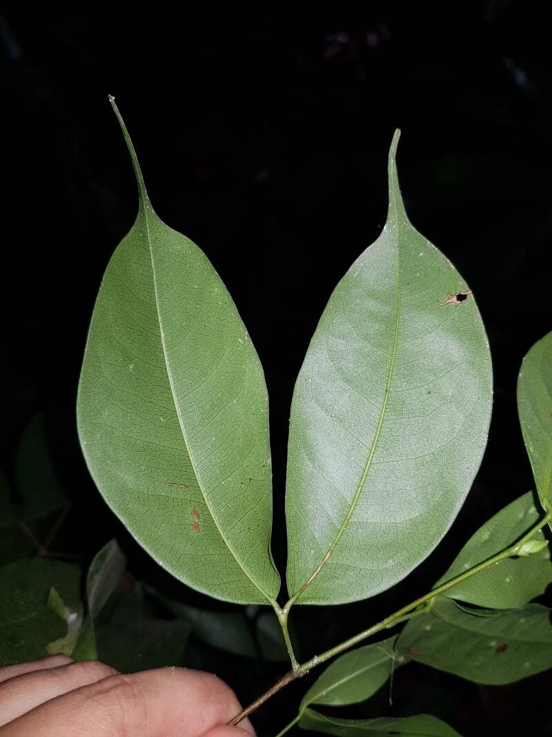 Peltogyne purpurea — houseplant care guide