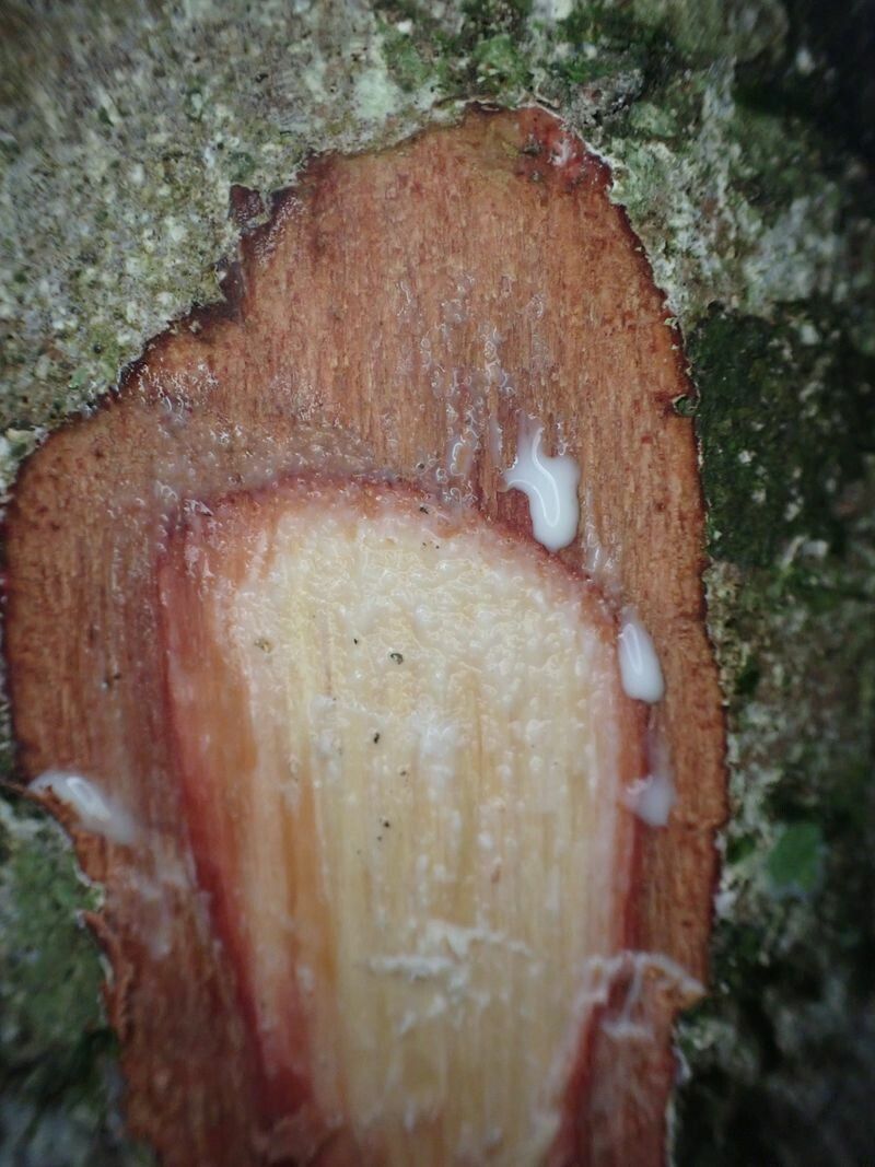 Synsepalum seretii bark