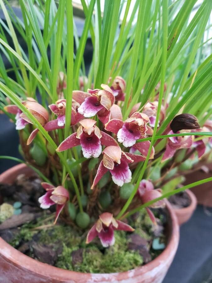 Maxillaria sanguinea flower