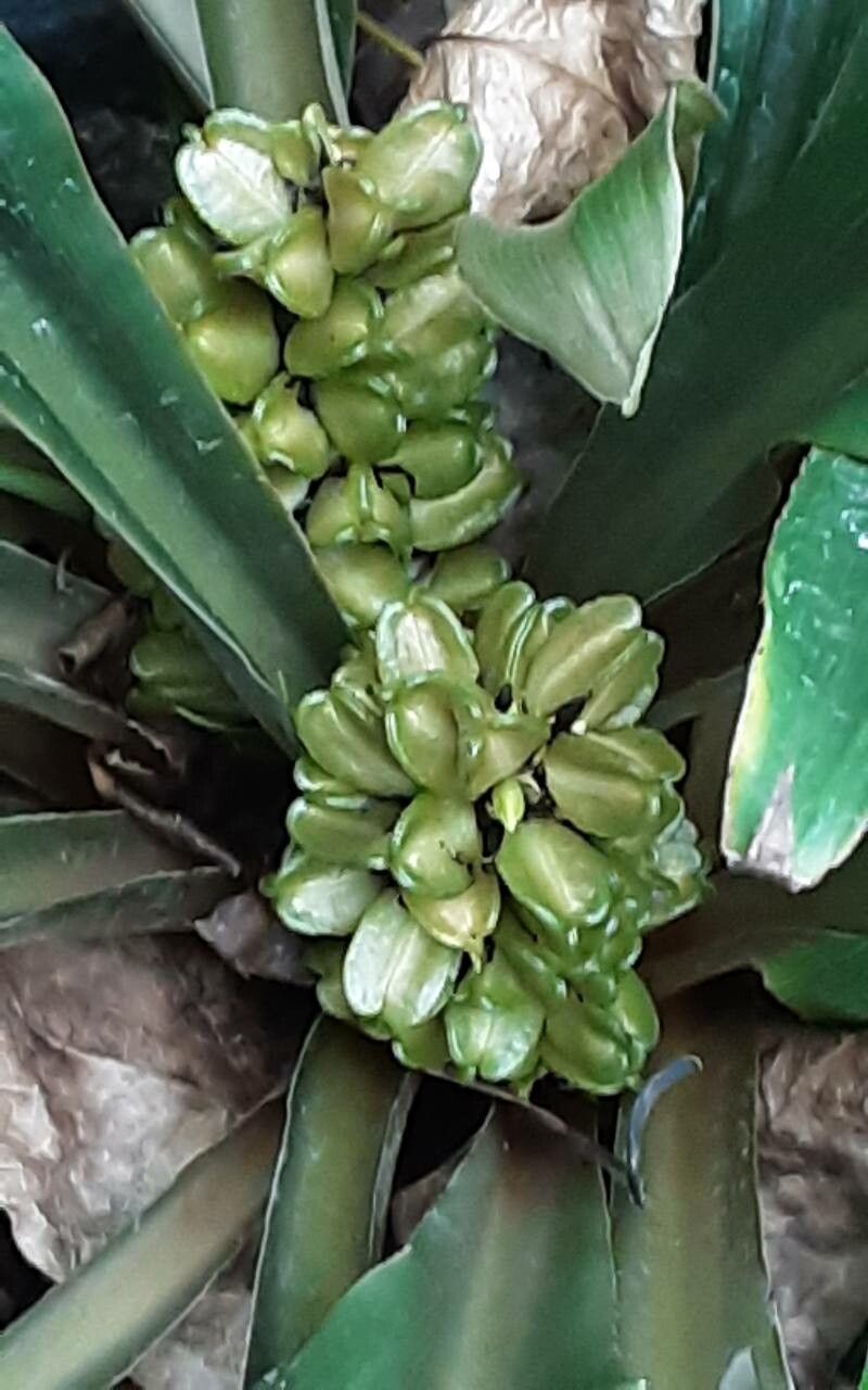 Chlorophytum madagascariense — search result for 'Chlorophytum'
