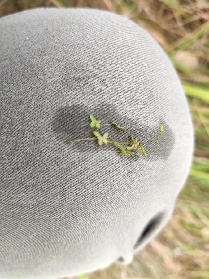 Lemna trisulca habit