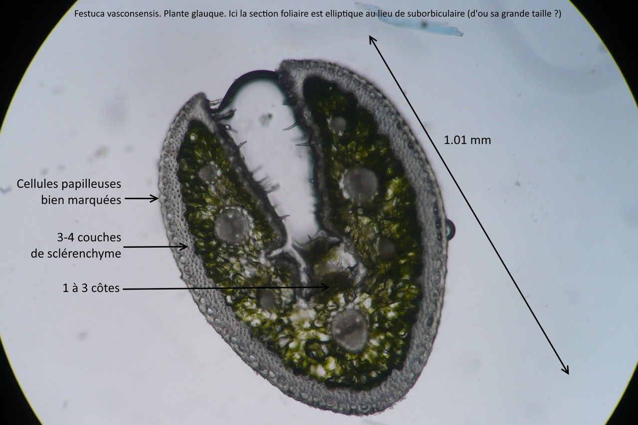 Festuca vasconcensis leaf