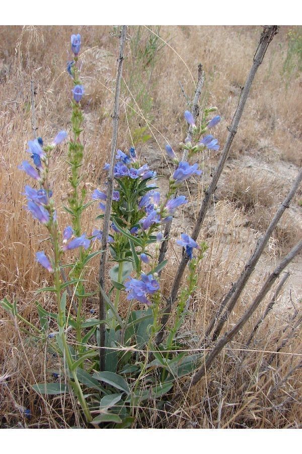 Penstemon perpulcher habit
