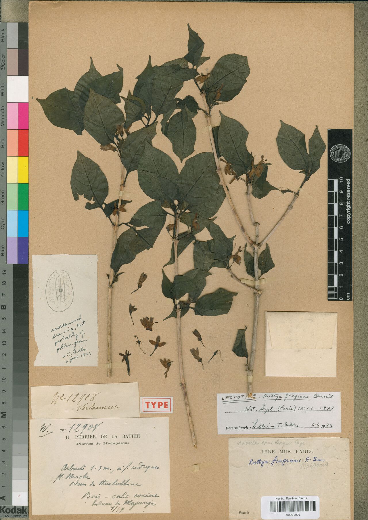 Ruttya fragrans — related species from the same genus