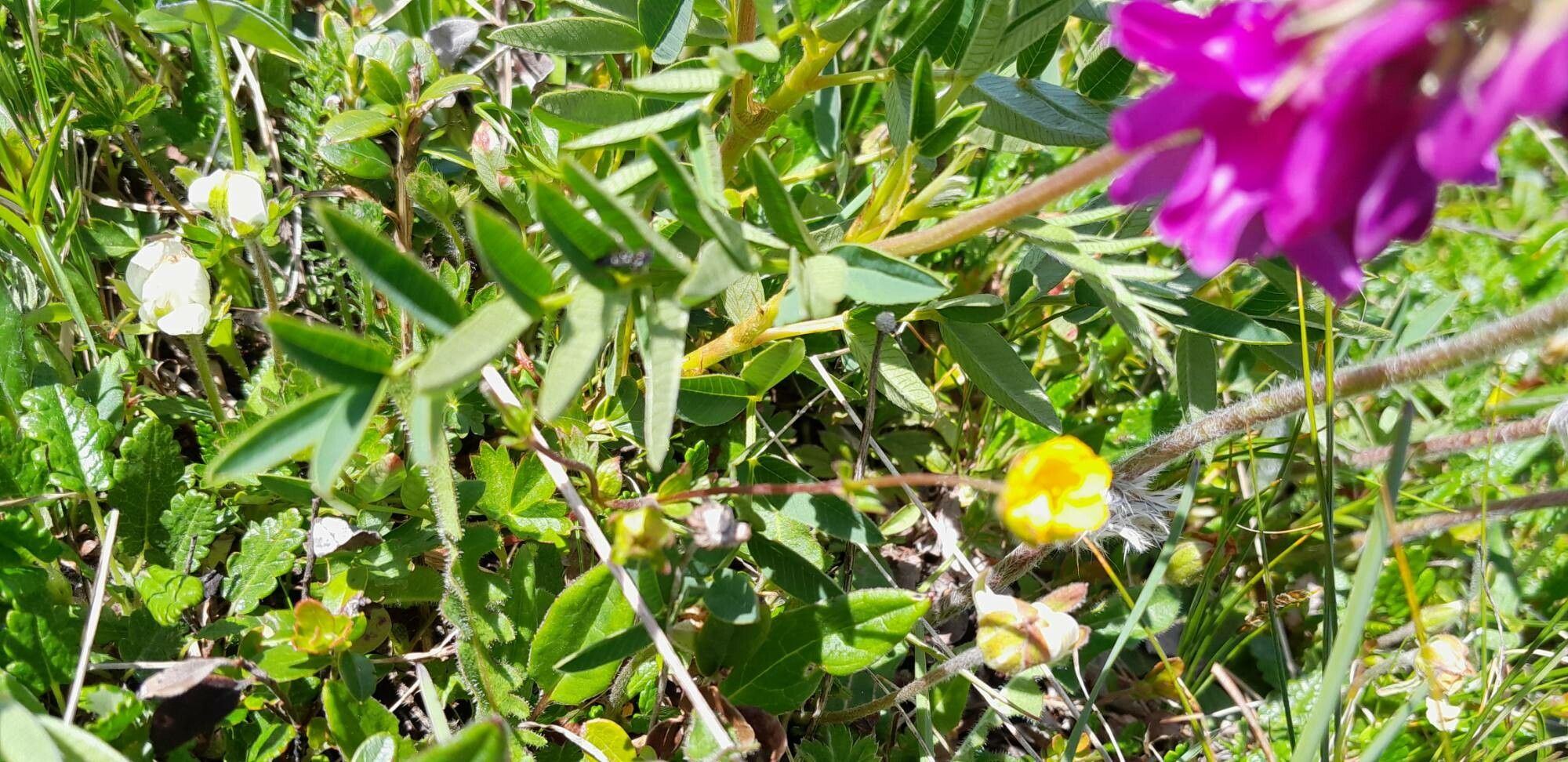 Hedysarum hedysaroides leaf