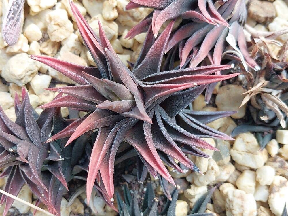 Haworthiopsis nigra — search result for 'Haworthiopsis'