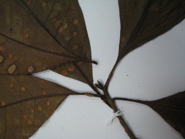 Chrysophyllum lucentifolium other