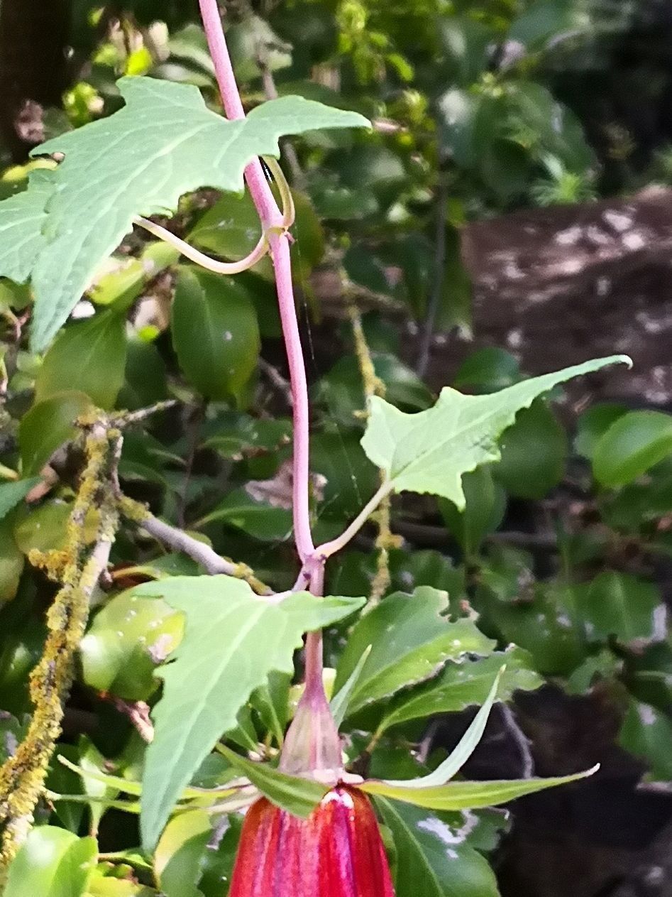 Canarina canariensis leaf