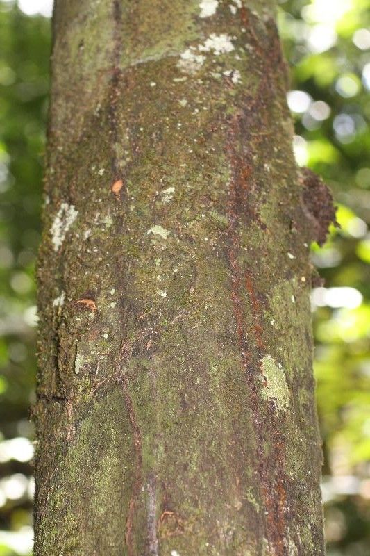 Diospyros carbonaria — houseplant care guide