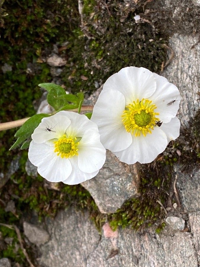 Ranunculus alpestris flower