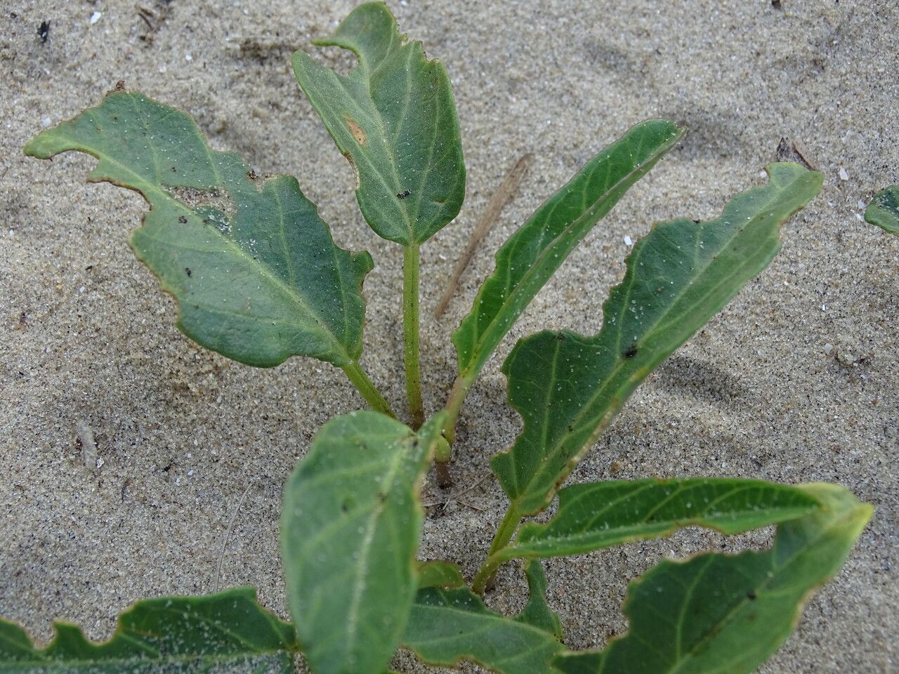 Ipomoea imperati habit