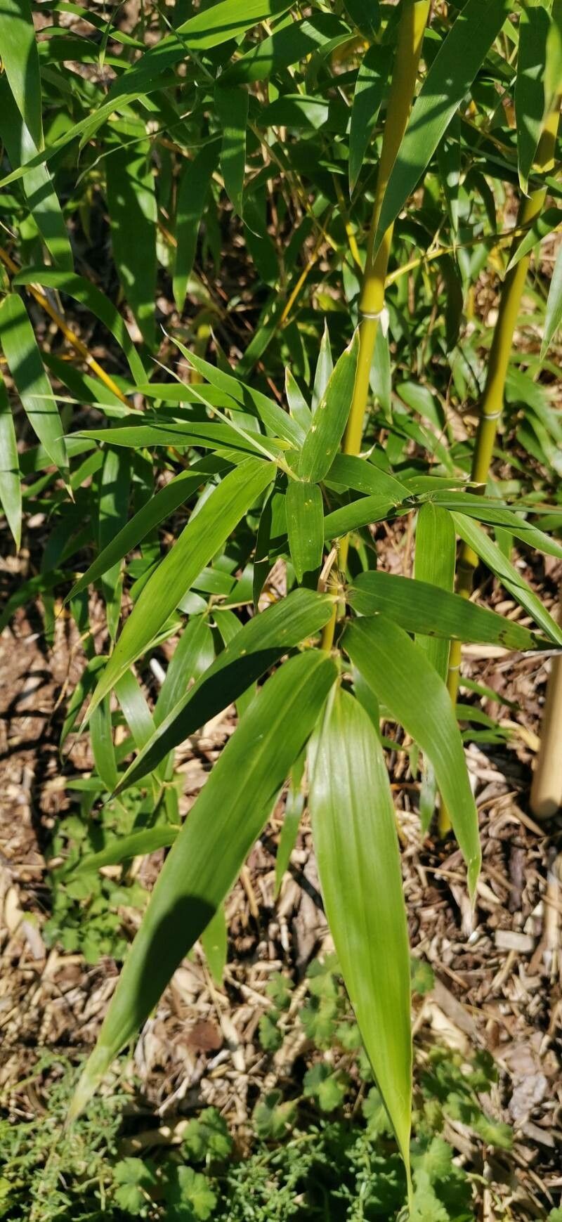 Phyllostachys dulcis — search result for 'Phyllostachys'