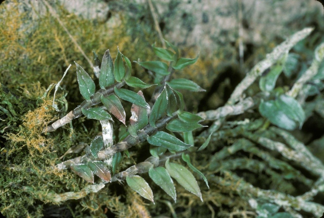Dendrobium alaticaulinum