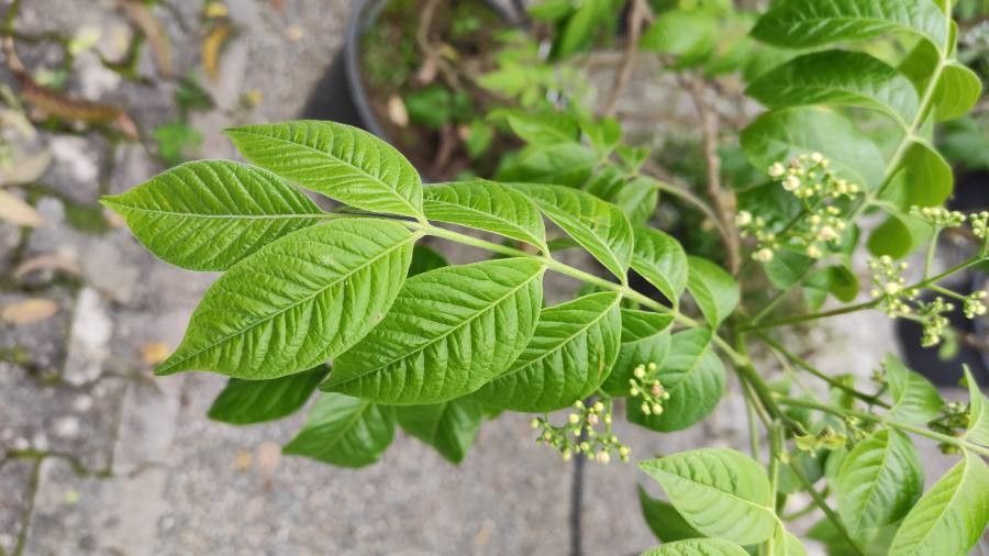 Picrasma excelsa leaf