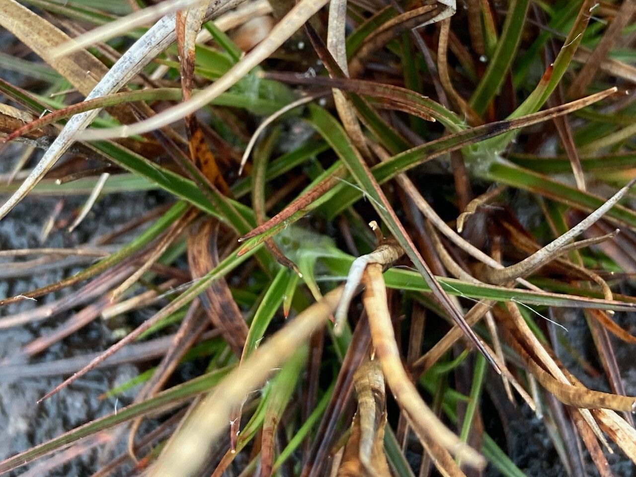 Luzula racemosa — houseplant care guide