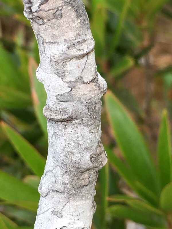 Serianthes germainii bark