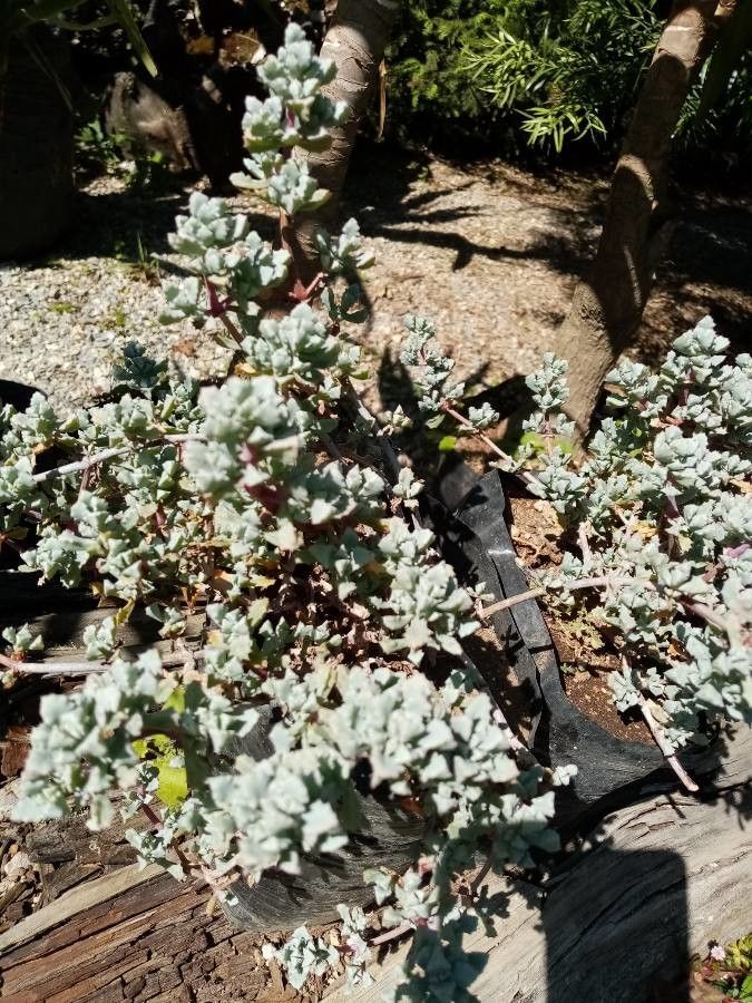 Dissocarpus paradoxus habit