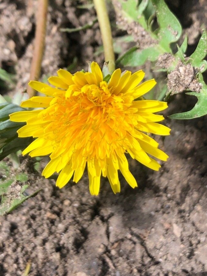 Taraxacum hispanicum flower