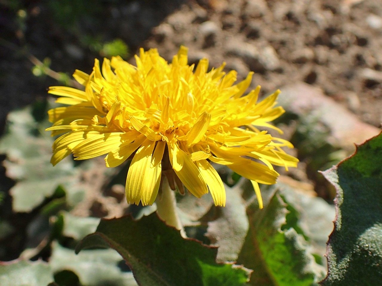 Taraxacum serotinum flower