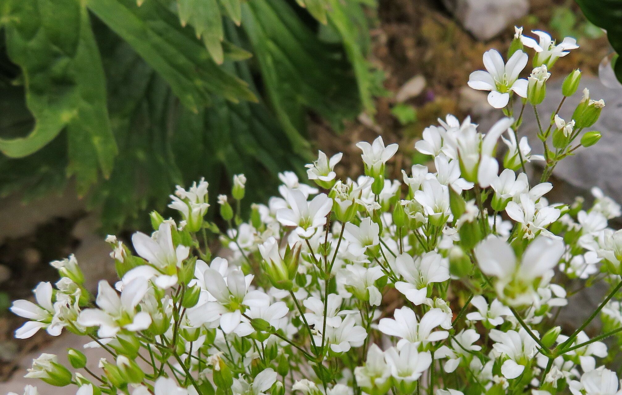 Minuartia juniperina habit