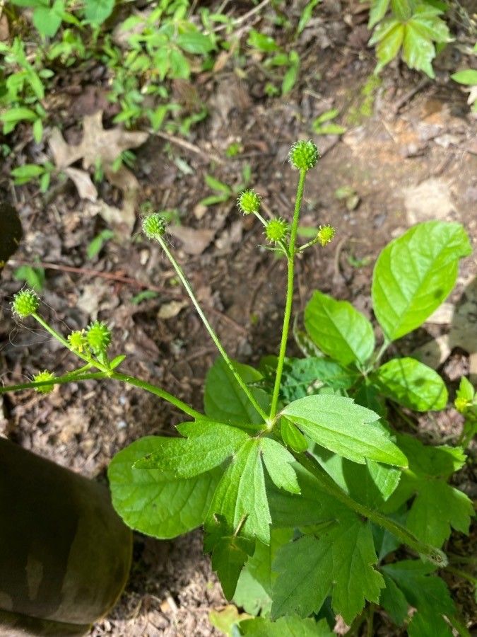 Ranunculus recurvatus fruit