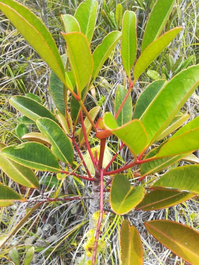 Cunonia macrophylla habit