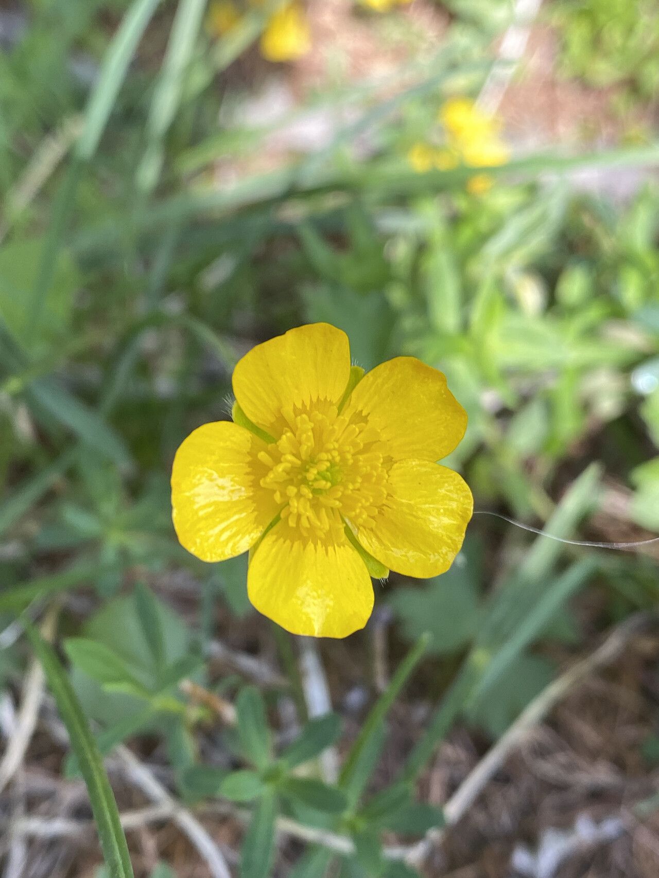Ranunculus villarsii flower