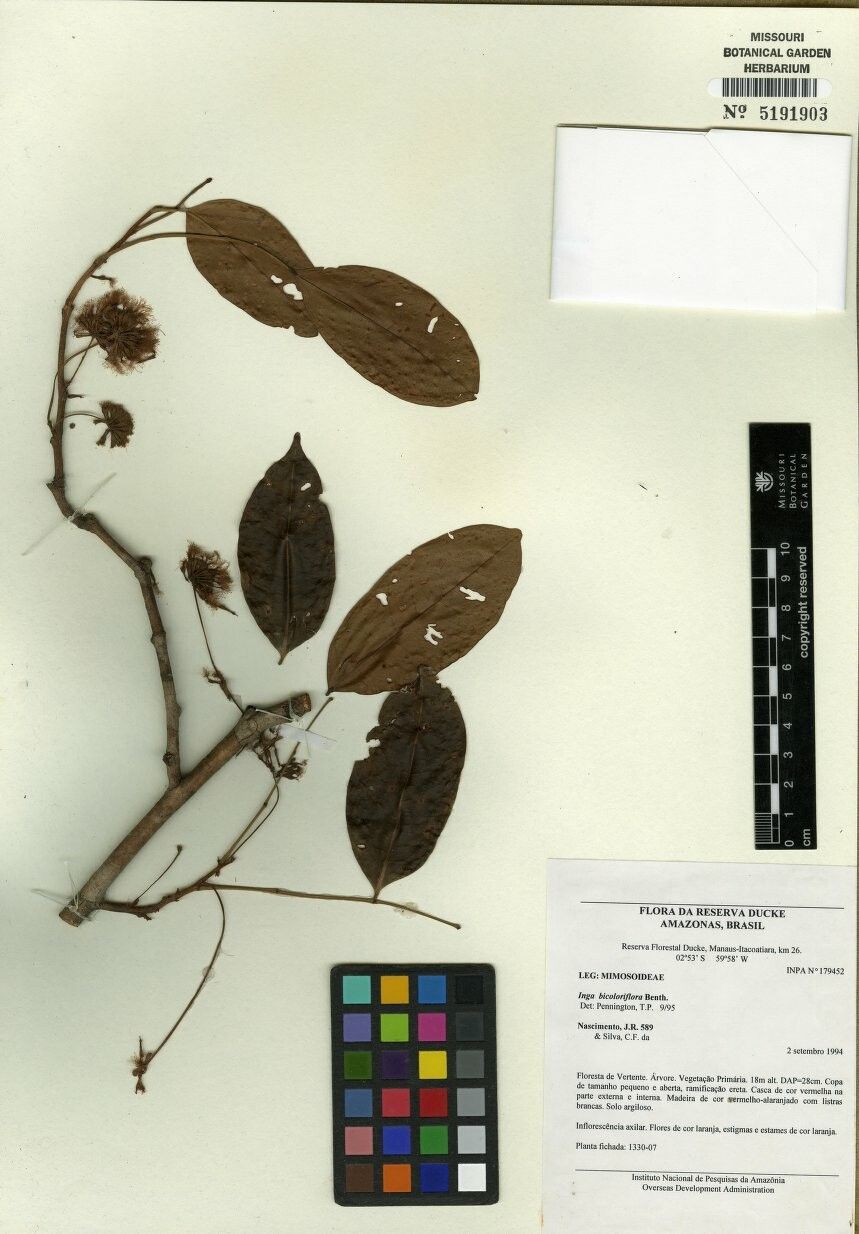 Inga bicoloriflora — houseplant care guide