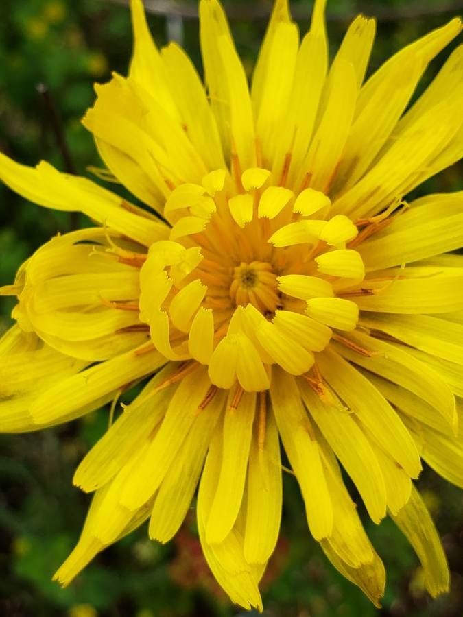 Microseris laciniata — search result for 'Microseris'